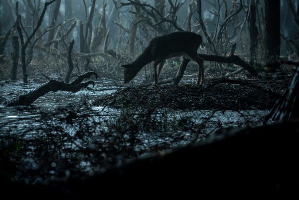 The Witcher: Blood Origin – Michelle Yeoh fará papel principal na série prequel