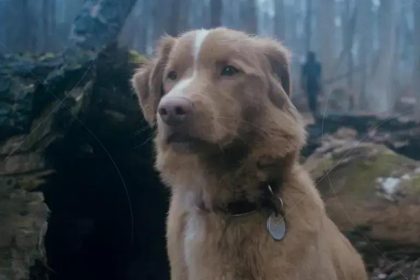 Indy, o cachorro ator, vence prêmio em filme de terror inovador