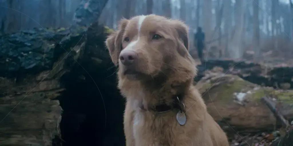 Indy, o cachorro ator, vence prêmio em filme de terror inovador