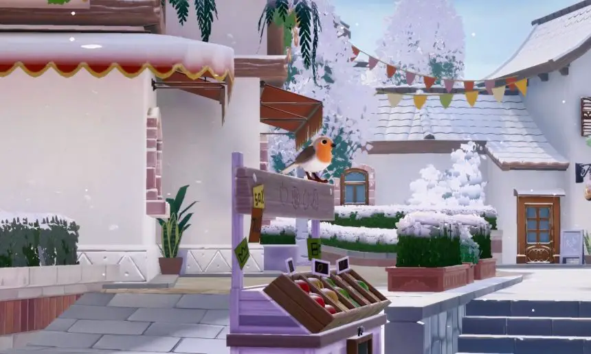 observação de pássaros