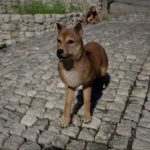 Descubra os Jindos em Crimson Desert: Guia Completo - Jindos em Crimson Desert