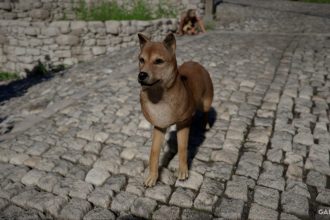 Descubra os Jindos em Crimson Desert: Guia Completo - Jindos em Crimson Desert