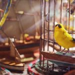 Projeto Alarme Aviário: Missão Inovadora em Arc Raiders - Projeto Alarme Aviário