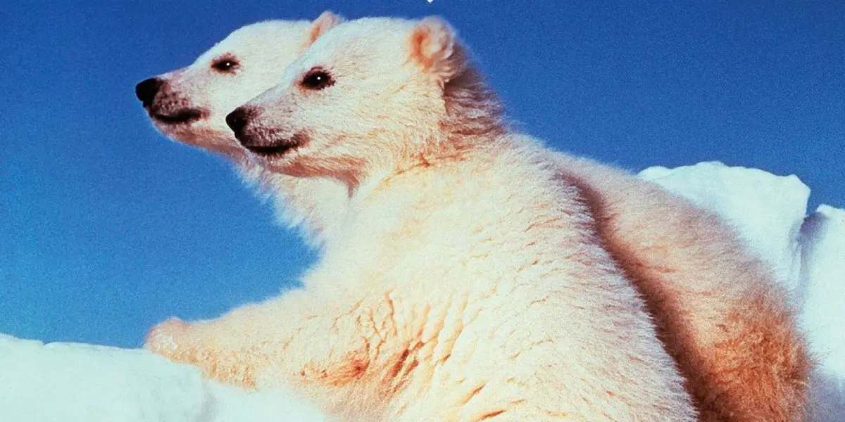 Two polar bears in Disney's White Wilderness