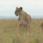 Favreau e Gunton Revelam Surpresas de ‘Lion’ na National Geographic - Lion