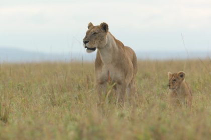 Favreau e Gunton Revelam Surpresas de ‘Lion’ na National Geographic - Lion