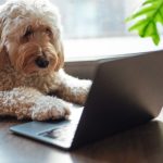 Desafio Canino do NYT Confunde Fãs de Quebra-Cabeças - desafio canino NYT