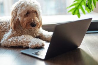 Desafio Canino do NYT Confunde Fãs de Quebra-Cabeças - desafio canino NYT