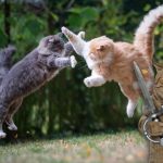 Jogos da Semana: Vampiros, Gatos e Aventuras Inesperadas - jogos semanais