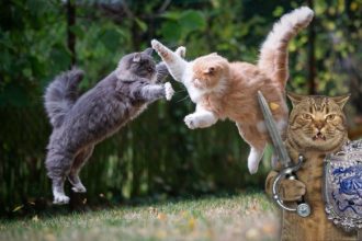Jogos da Semana: Vampiros, Gatos e Aventuras Inesperadas - jogos semanais