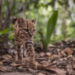 Nova Espécie de Felino Descoberta nos Yungas Bolivianos - Leopardus tilcayo