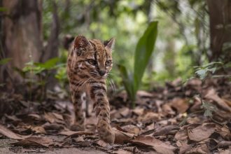 Nova Espécie de Felino Descoberta nos Yungas Bolivianos - Leopardus tilcayo