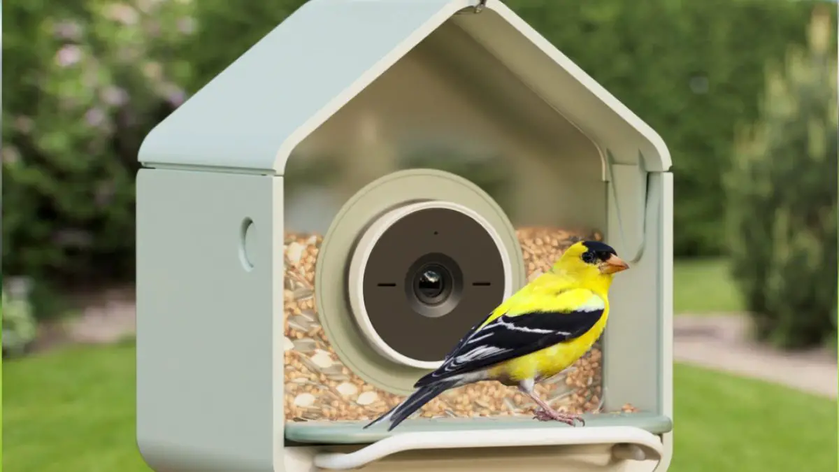 Descubra o Novíssimo Alimentador Inteligente Birdbuddy - alimentador inteligente Birdbuddy